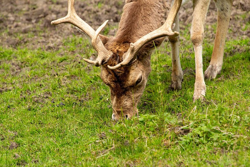 Gros plan sur un daim qui broute dans la prairie. par AdWF