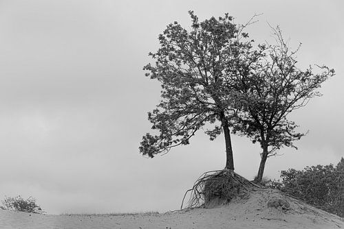 arbre noir et blanc dans les dunes