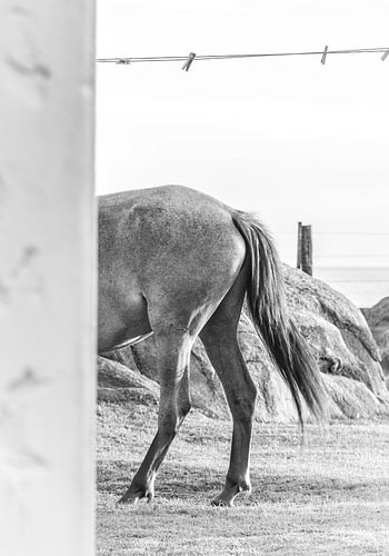 Ein Pferd in Cabo Polonio