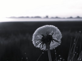 Blume auf dem Feld von Gerard Timmer