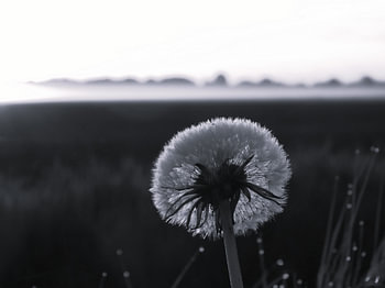 Fleur dans un champ