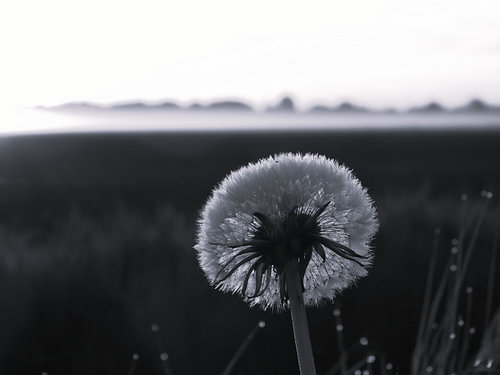 Blume auf dem Feld