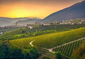 Prosecco-Hügel und Weinberge bei Sonnenuntergang. Italien
