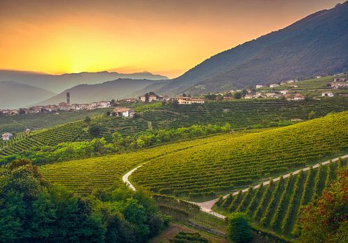 Prosecco heuvels en wijngaarden bij zonsondergang. Italië