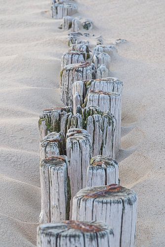 Het strand: Golfbrekers in het zand van Cadzand
