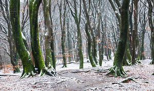 Betoverend Winterbos: Sneeuw en Mos in Harmonie