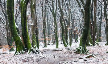 Verwunschener Winterwald: Schnee und Moos in Harmonie