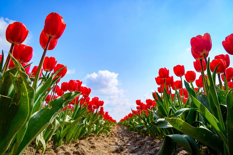 Blühende rote und rosa Tulpen während eines schönen Frühlingstages von Sjoerd van der Wal Fotografie