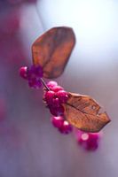 a dream in pink
