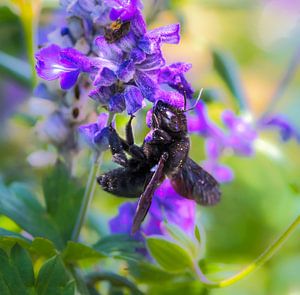 Holzbiene auf einer Salbei Blüte von ManfredFotos