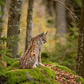 Mutter Luchs von Hans van Gurp