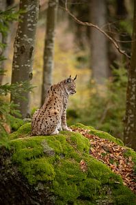 Mère Lynx sur Hans van Gurp
