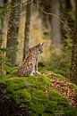 Mother Lynx van Hans van Gurp thumbnail
