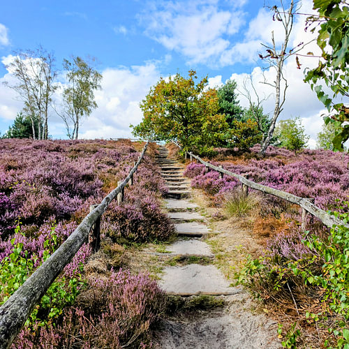 Escalier naturel dans la lande