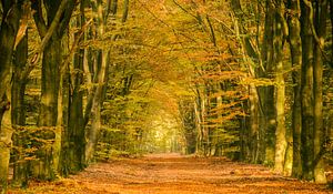 Pad in een herfst bos van Sjoerd van der Wal Fotografie