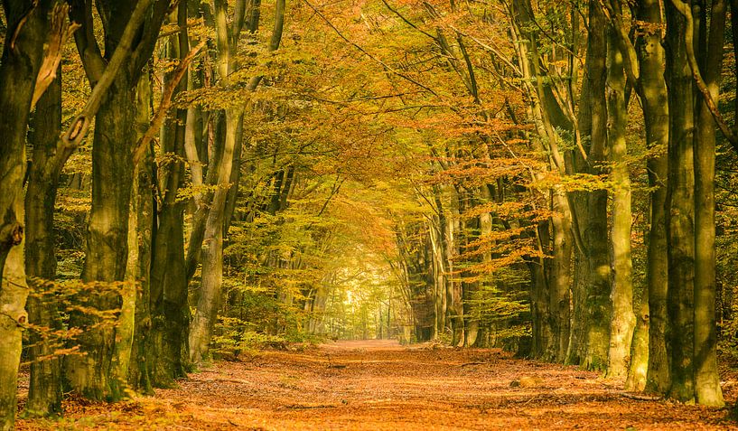 Chemin dans une forêt d'automne par Sjoerd van der Wal Photographie