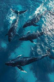 Buckelwale / Wale im Meer