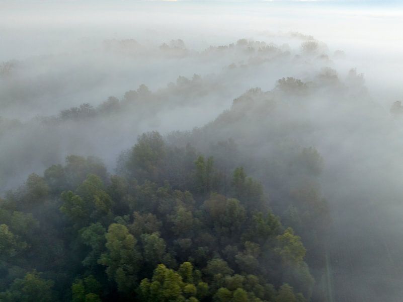 Misty forest overhead aerial view during autumn by Sjoerd van der Wal Photography
