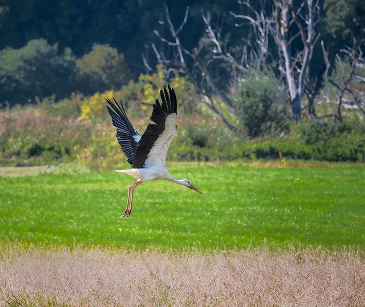 White stork flying over a field by ManfredFotos