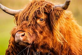 Highlander Cow close up. by Brian Morgan