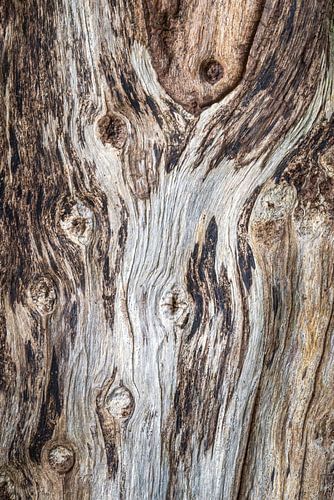 Verborgen figuren in het bos...