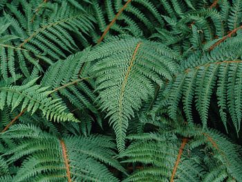 Ferns
