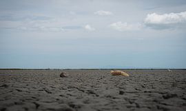 Rhone Stones by Eric van Schaijk