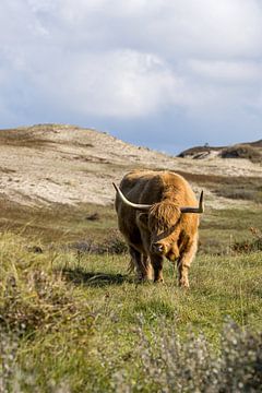 Een Schtose Hooglander in het duin van Menno Schaefer