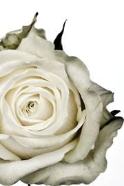 Picture of a white rose. by Therese Brals