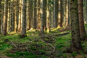 natuurbomen water zon van Johnny Flash