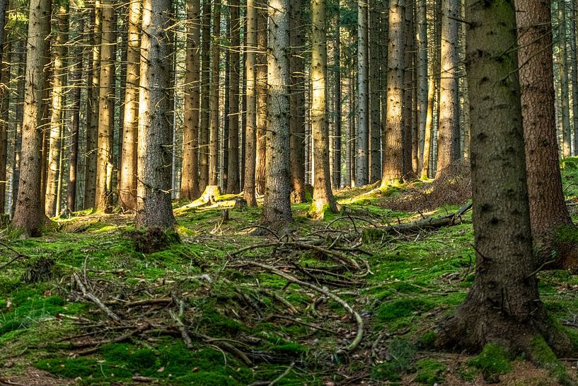nature trees water sun by Johnny Flash