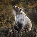 Grizzly bear in autumn colors von Menno Schaefer Miniaturansicht