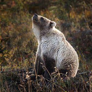 Grizzly bear in autumn colors sur Menno Schaefer