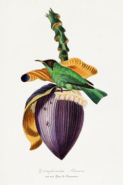 Boomkruiper vogel schilderij, Le Jardin Des Plantes door Paul Gervais