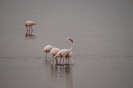 Flamingo's in de zee by Erna Haarsma-Hoogterp