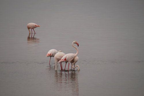 Flamingo's in de zee
