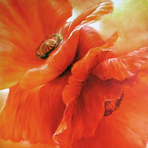 rode papaver van Annette Schmucker