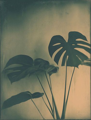 Monstera Plant No. 3