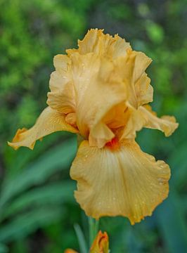 Gelbe Iris in voller Blüte Vertikal von Iris Holzer Richardson