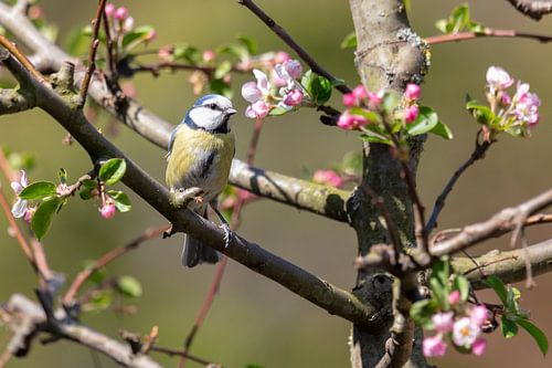 Pimpelmees tussen de bloesem