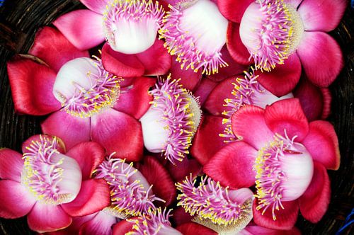 Fleur de l'arbre sacré de la Bodhi, le Ficus Gloriosa. sur Ton Bijvank