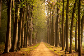 Autumn Road by Arno Wolsink
