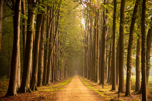 Autumn Road