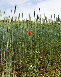 Getreidefeld mit blühendem, rotem Mohn im Sommer in Deutschland von Andreas Freund
