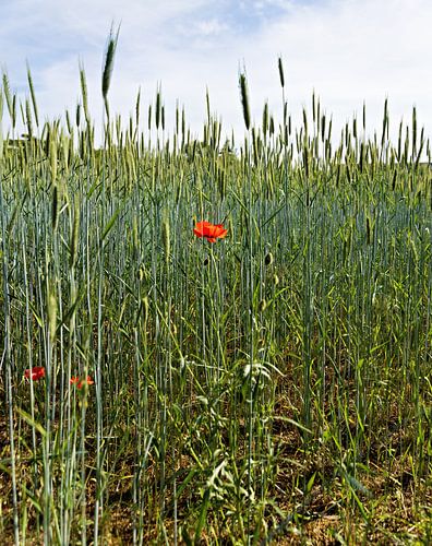Champ de céréales parsemé de coquelicots rouges en fleurs, en été, en Allemagne