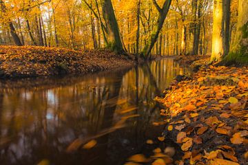 Beek in een herfstbos tijdens een vroege herfstochtend van Sjoerd van der Wal Fotografie