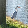 Héron gris sur Kyra Hoekema