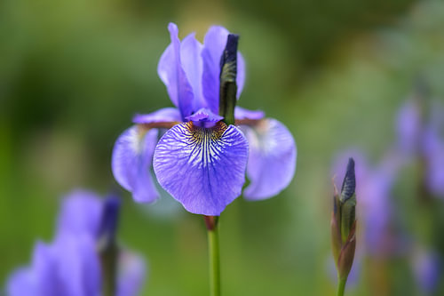 blaue Blüte der im Garten blühenden Iris sibirica, grüner Hintergrund mit Kopierraum, ausgewählte Sc