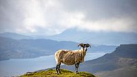 schottische Schafe von Roy de Waard Miniaturansicht