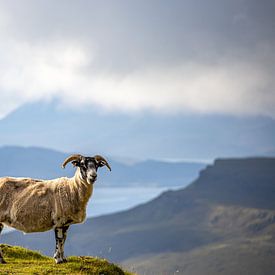 schottische Schafe von Roy de Waard